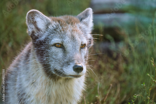 Portrait of arctic fox puppy. Small grey arctic fox stares intently to side. Wool in summer dark seasonal color.