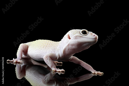 Fat-tailed geckos isolated on black background, leopard gecko lizard, eublepharis macularius 