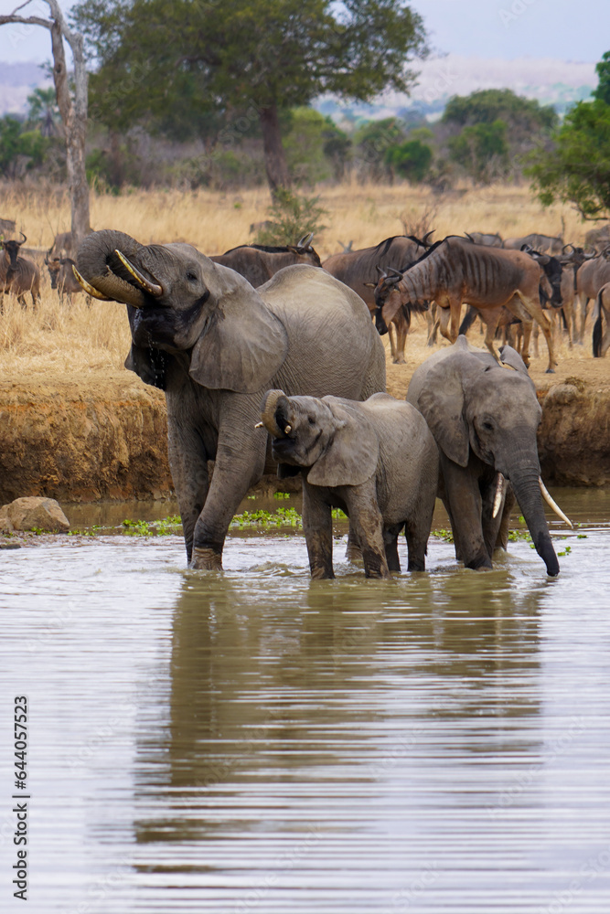 elephants in the water