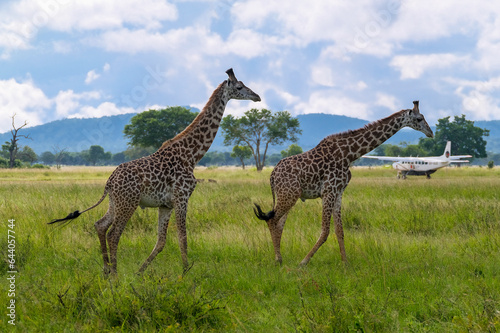Photography giraffe in serengeti national park