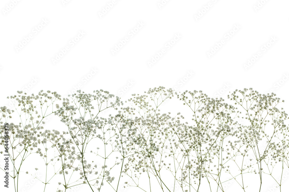 Delicate dried flower border isolated on white background Delicate dried flower border isolated on white background
