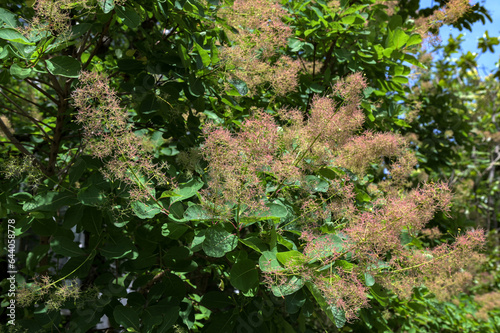 European smoketree (cotinus coggygria) branches with leaves and fruits.