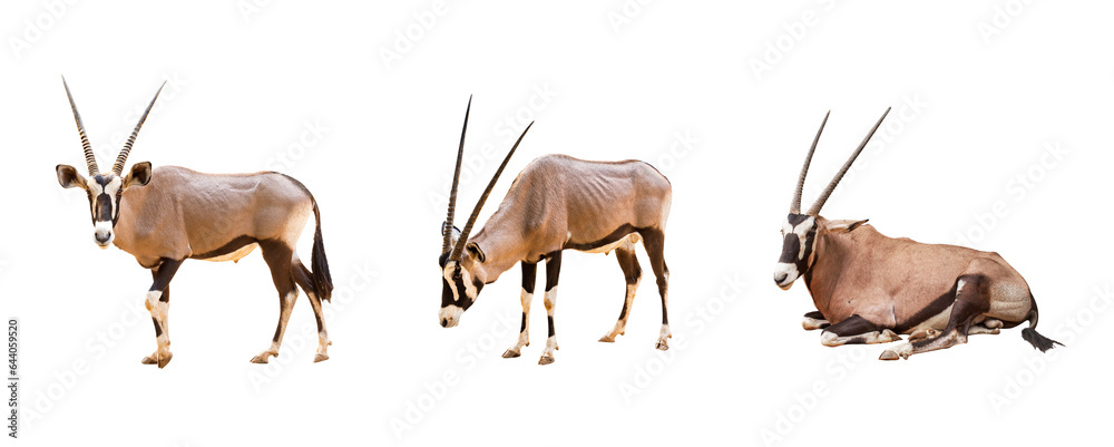 Collection, Wild Arabian Oryx leucoryx,Oryx gazella or gemsbok isolated on transparent background. large antelope in nature habitat, Wild animals in the savannah. Animal with big straight antler horn - obrazy, fototapety, plakaty 