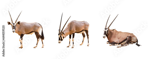 Collection, Wild Arabian Oryx leucoryx,Oryx gazella or gemsbok isolated on transparent background. large antelope in nature habitat, Wild animals in the savannah. Animal with big straight antler horn photo