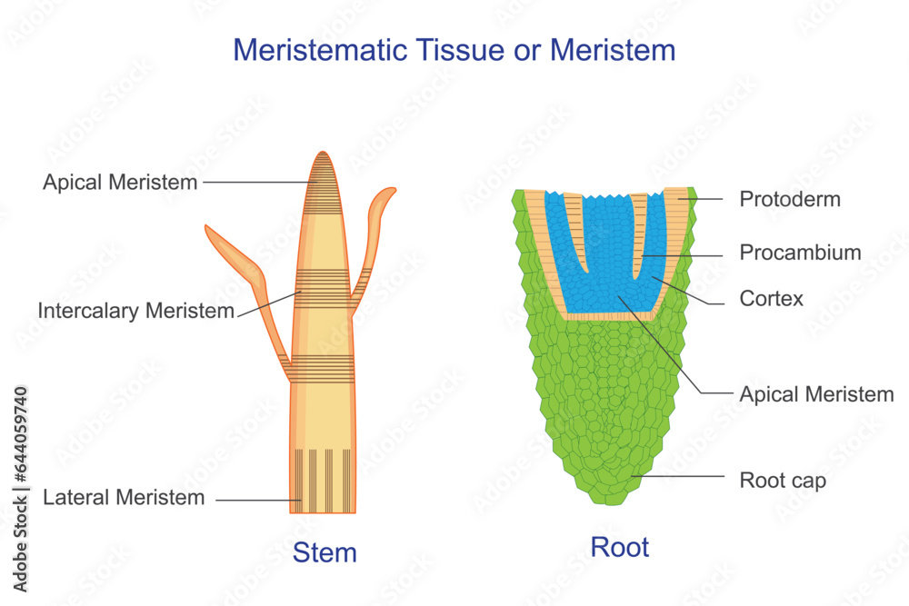 Meristematic tissue or meristem, is plant tissue responsible for growth and differentiation, found at the tips of stems and roots. - obrazy, fototapety, plakaty 