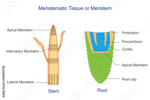 Meristematic tissue or meristem, is plant tissue responsible for growth and differentiation, found at the tips of stems and roots. photo