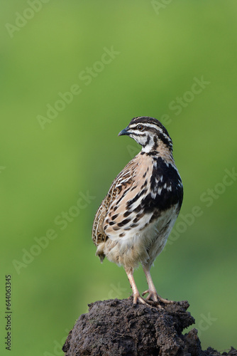 brown with black stripe feather bird standing still on dirt hill in middle of meadow, rain quail
