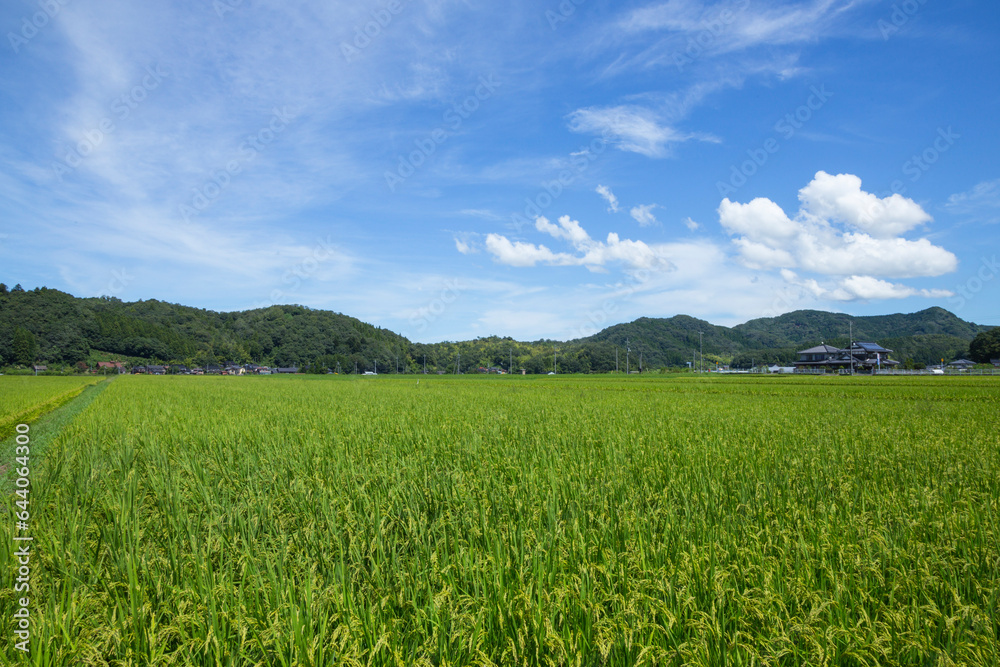 夏の田園風景 鳥取県 郡家町