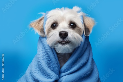 Group portrait photography of a happy havanese dog wearing a thermal blanket against a periwinkle blue background. With generative AI technology