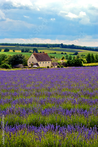 Lavender Field Summer Flowers Cotswolds England