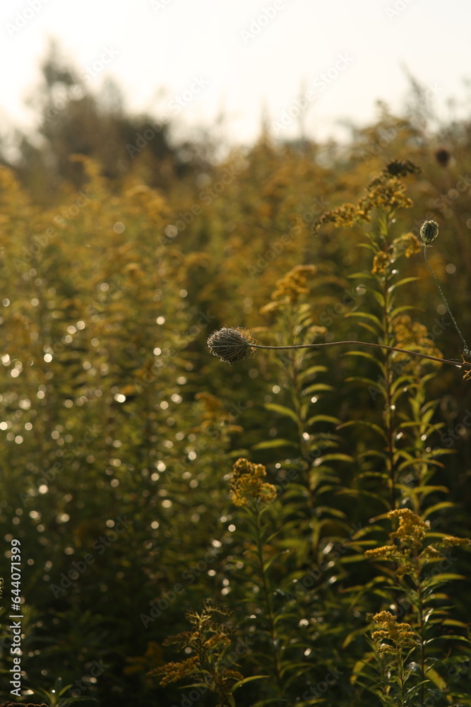 grass in the morning
