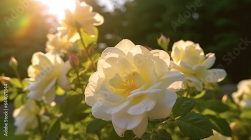Beautiful white roses in the garden on a sunny summer day. Mother's day concept with a space for a text. Valentine day concept with a copy space.