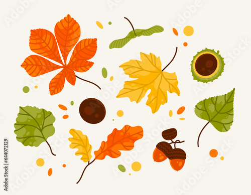 Hand drawn big vector set of different autumn leaves, acorn and chestnut. Color fashion illustration. Flat design. Stamp texture. All elements are insulated