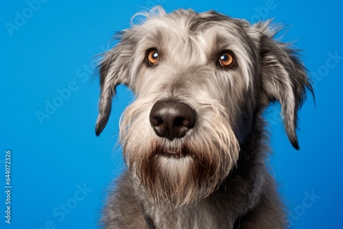 Medium shot portrait photography of a funny irish wolfhound dog wearing a paw protector against a royal blue background. With generative AI technology