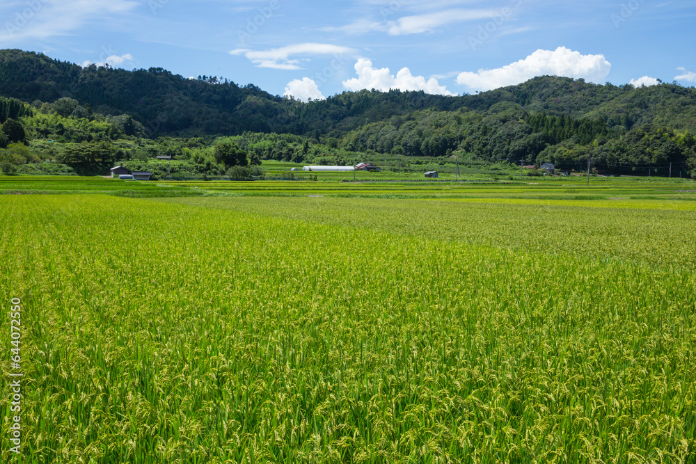 夏の田園風景 鳥取県 郡家町