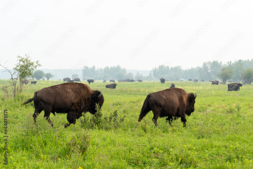 Plains bisons (Bison bison bison) at Elk Island National Park in Alberta, Canada, Canada. Elk Island National Park is one of the best places to see bison. Plains bisons (Bison bison bison) at Elk Island National Park in Alberta, Canada, Canada. Elk Island National Park is one of the best places to see bison.