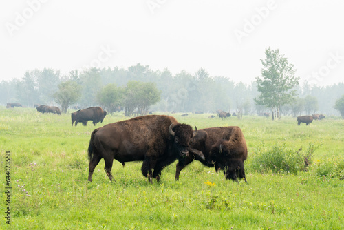 Plains bisons (Bison bison bison) at Elk Island National Park in Alberta, Canada, Canada. Elk Island National Park is one of the best places to see bison.  photo