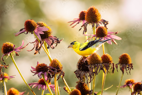 A male American Goldfinch feeds on Purple Coneflower seed heads in my Herb Garden. The setting sun creates a glowing bokeh in the background. The scene is peaceful yet energized with a hint of autumn 