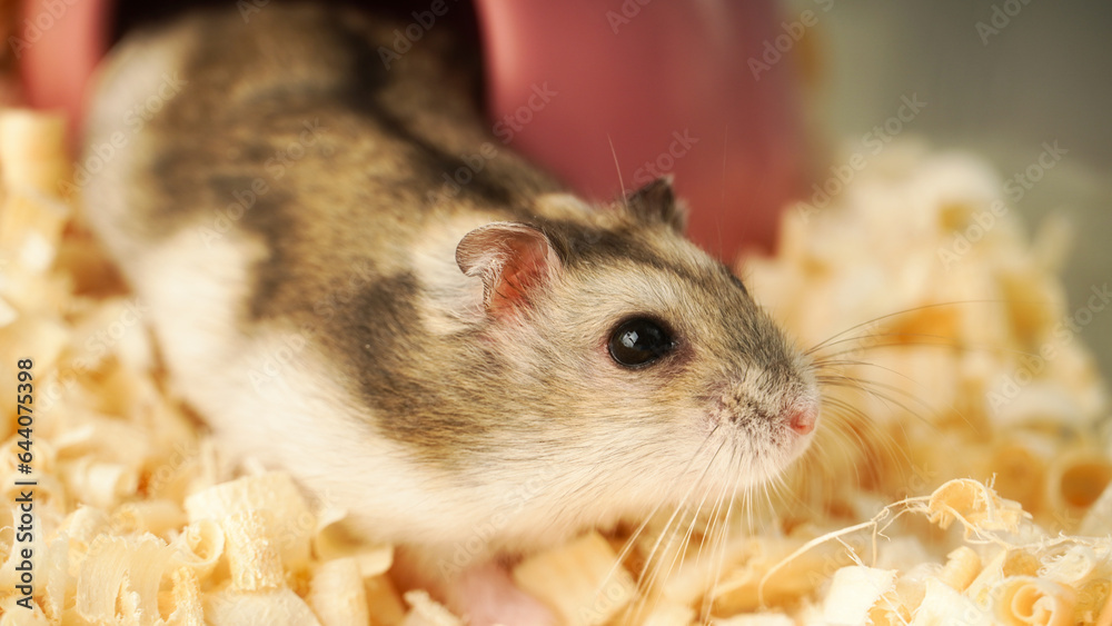 A Cute Hanmster A Cute Hanmster