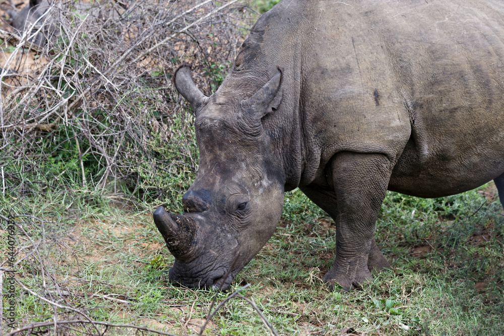 Breitmaul Nashorn