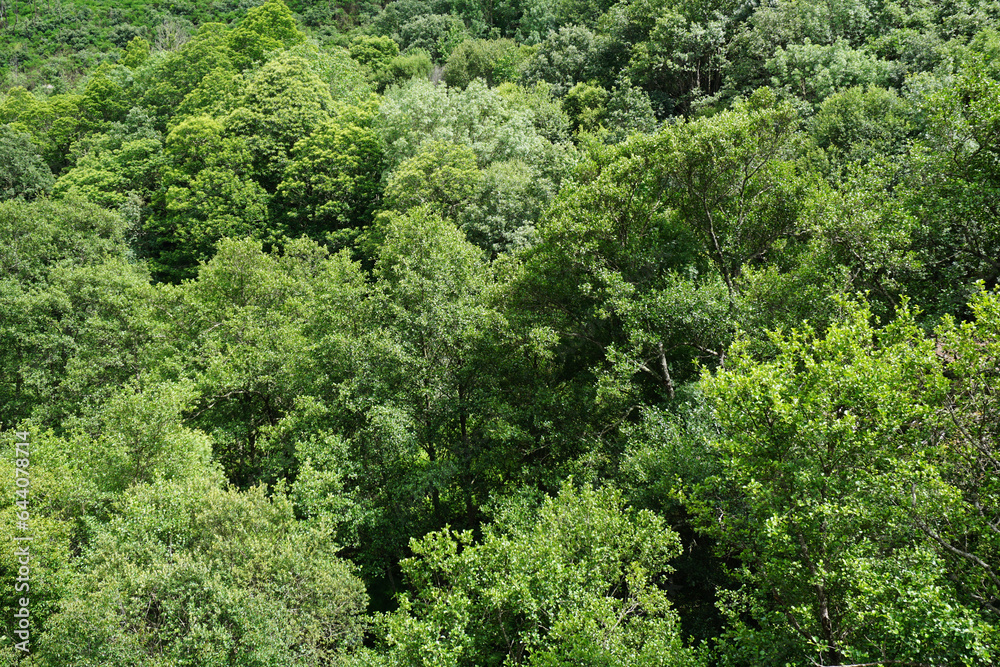 Texture of a mountain forest with many green trees Texture of a mountain forest with many green trees