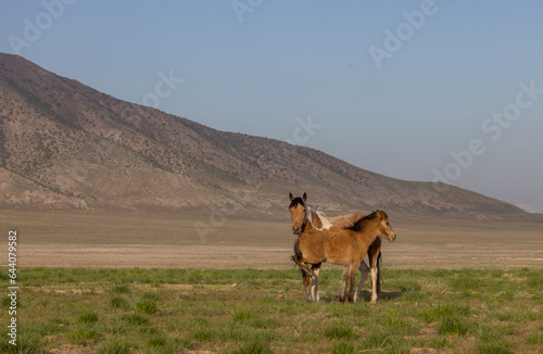 Wild Horse Mare and Foal in Spring in the Utah Desert