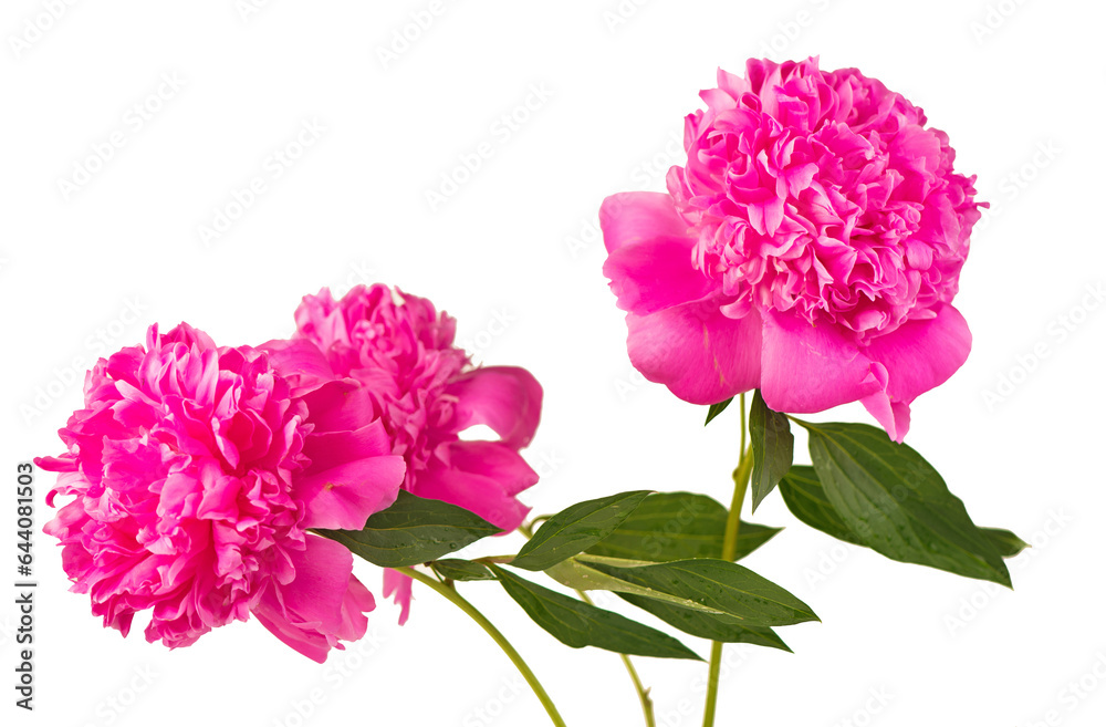 Bouquet on white backdrop, closeup. Beautiful pink peony flowers. Blooming roses flower open, time lapse, close-up. Wedding backdrop, Valentine's Day concept. Bouquet on white backdrop, closeup. Beautiful pink peony flowers. Blooming roses flower open, time lapse, close-up. Wedding backdrop, Valentine's Day concept.