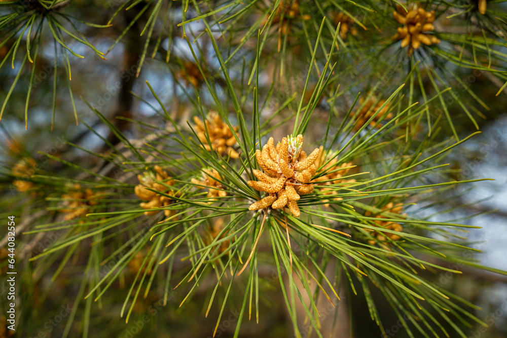 Pine tree and Blue Sky Pine tree and Blue Sky