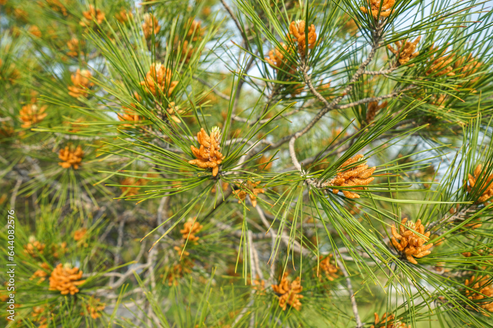 Pine tree and Blue Sky Pine tree and Blue Sky