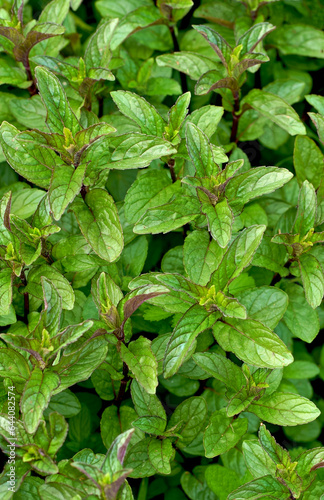 Fresh green herbs grow, young mint leaves. green leaf. Fresh mint leaf background closeup. Growing organic mint close up.