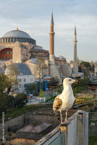 Seagull Sunset Sky Hagia Sophia 