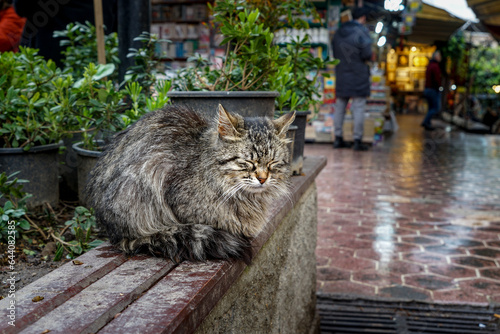 Stray Cat and the Street