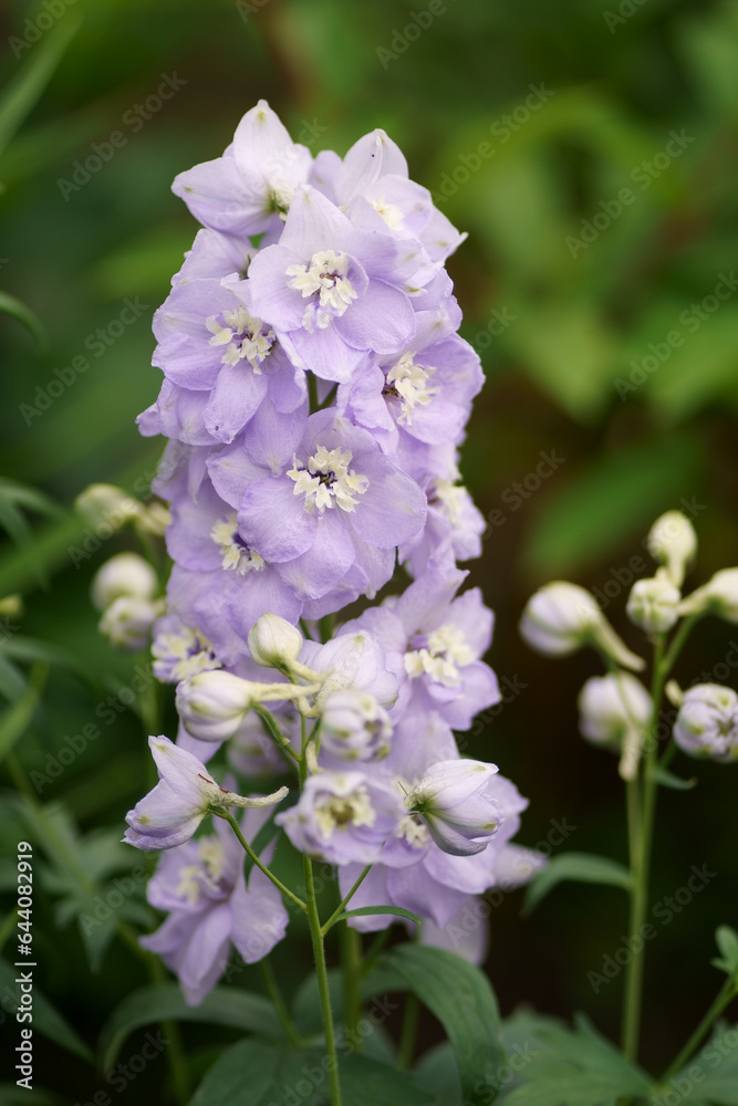 Summer in the garden. The delphinium blooms beautifully. Blue flower is the delphinium in the garden on a natural background Summer in the garden. The delphinium blooms beautifully. Blue flower is the delphinium in the garden on a natural background
