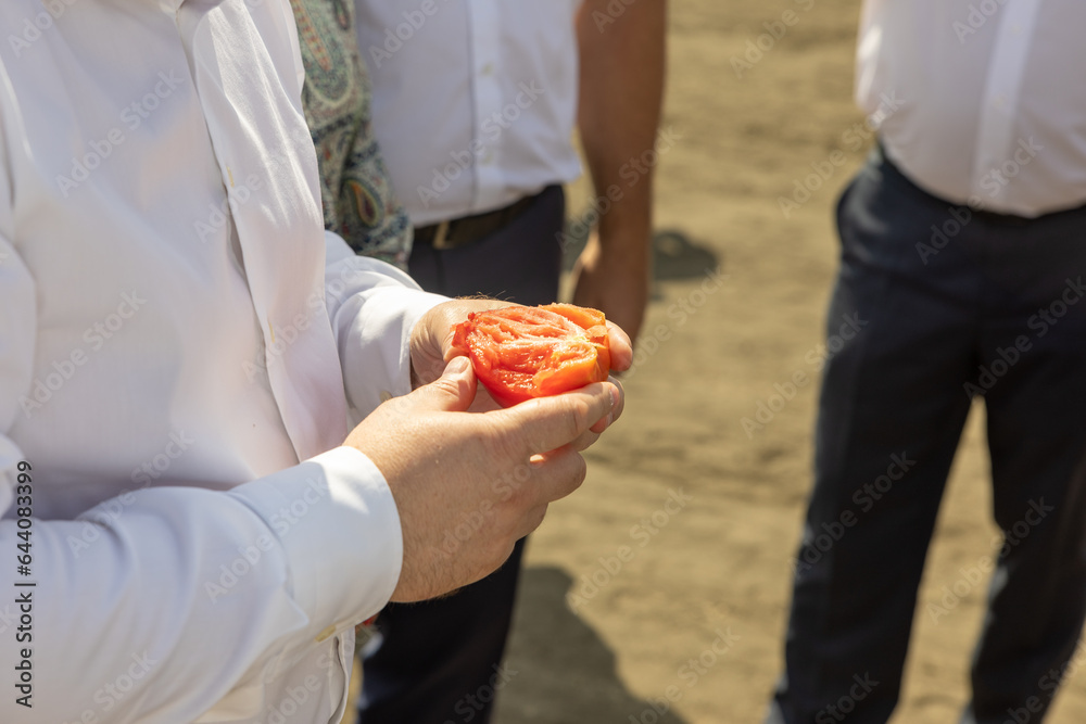 A man in a white shirt holds ripe tomatoes. Close-up of male hands holding tomatoes. A man without a face, holding red tomatoes in his hands.
