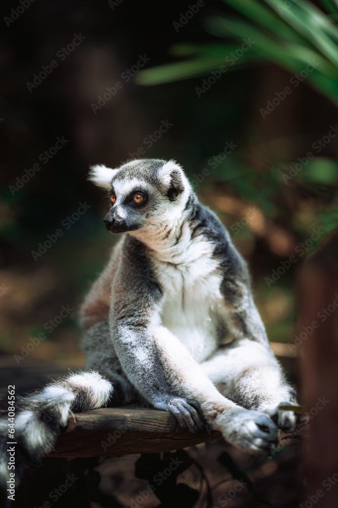 Obraz premium ring lemur sitting color