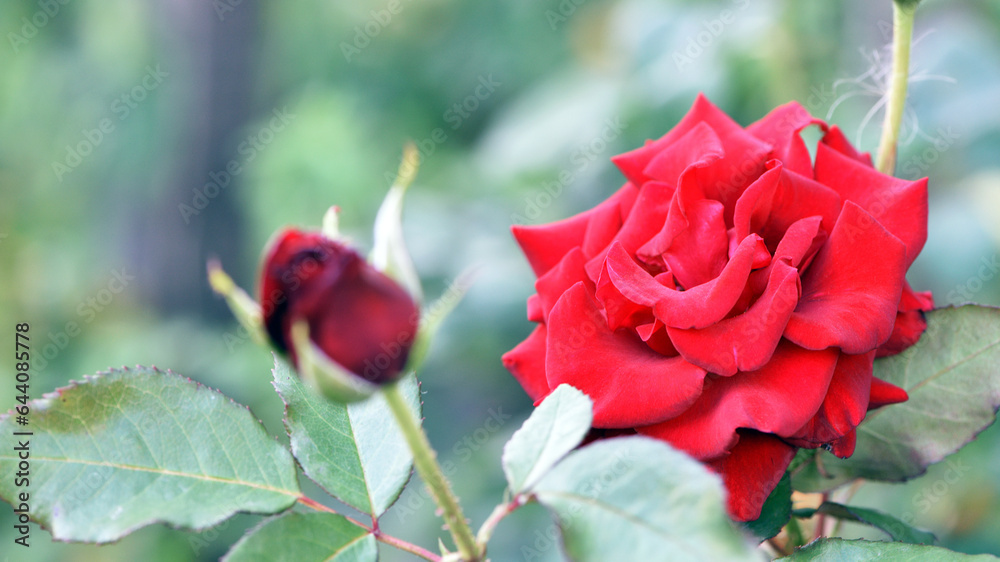 Fototapeta premium pink rose flower background. Red roses on a bush in the garden, close-up. delicate pink rose flower with green leaves. Red Rose Magic. beauty in the garden. concept of romance, gift