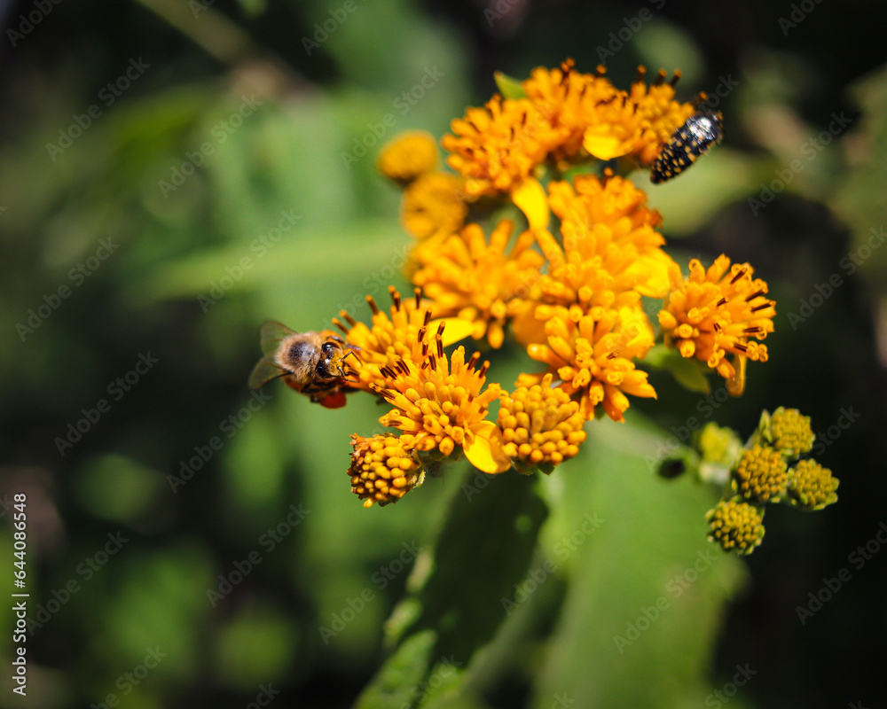 bee on flower bee on flower