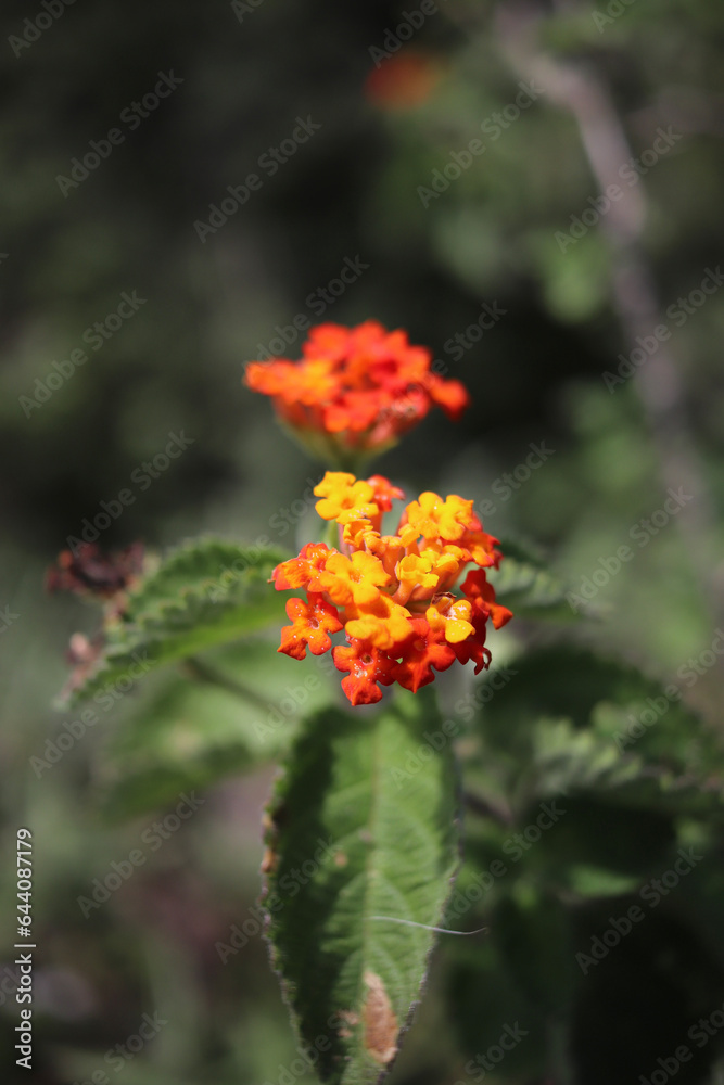orange flower in the forest orange flower in the forest
