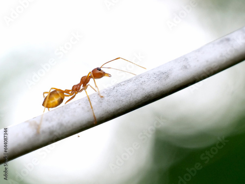 Ant walking on a branch, close-up photo