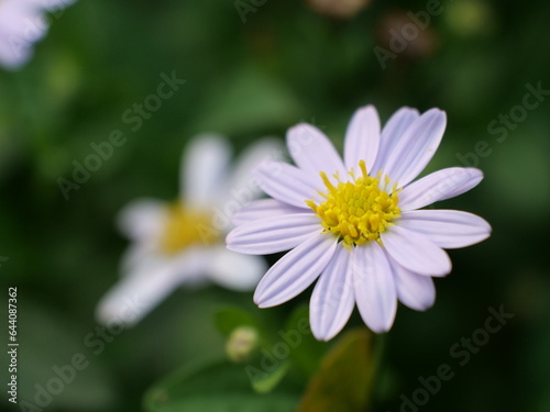 Plakat purple daisy refreshing green leaf background