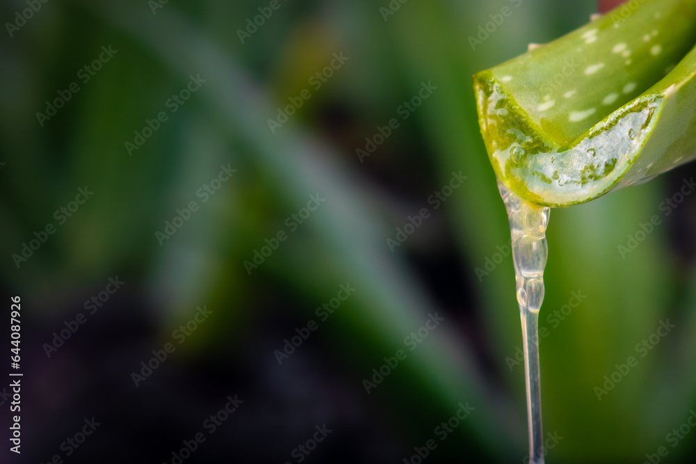 aloe vera closeup slow motion. Slices of Aloe vera leaf plant gel, natural organic renewal cosmetics, and Skincare, moisturizing concept. Skincare. On a green background aloe vera closeup slow motion. Slices of Aloe vera leaf plant gel, natural organic renewal cosmetics, and Skincare, moisturizing concept. Skincare. On a green background