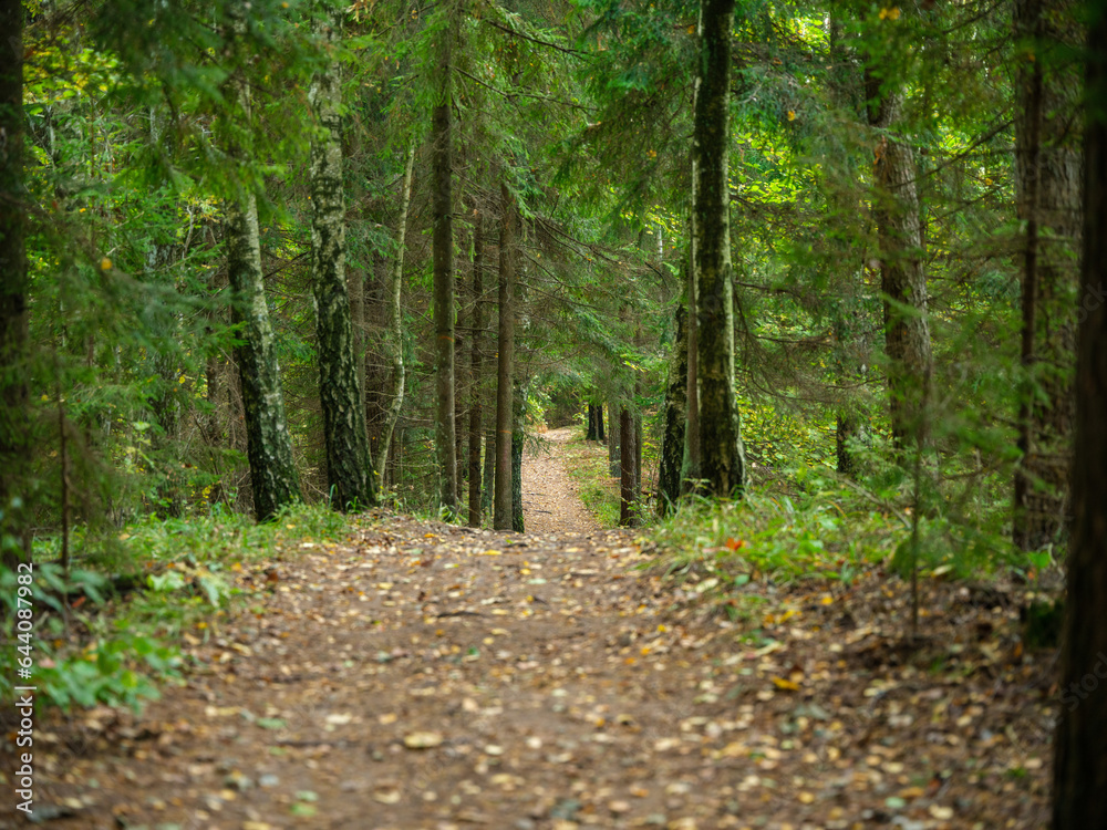 Fototapeta premium golden autumn hiking nature trail