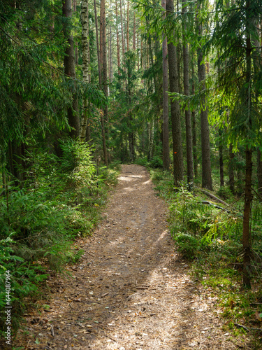 golden autumn hiking nature trail