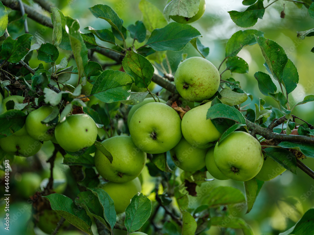apple tree with apples in autumn ready to harvest
