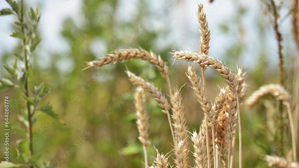 spikelets of golden wheat in the field. Ripe big golden ears of wheat on a yellow background of the field. nature. The idea of a rich summer harvest, agriculture, agro-industrial complex for food. spikelets of golden wheat in the field. Ripe big golden ears of wheat on a yellow background of the field. nature. The idea of a rich summer harvest, agriculture, agro-industrial complex for food.