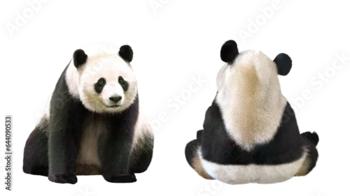 Obraz ジャイアントパンダ