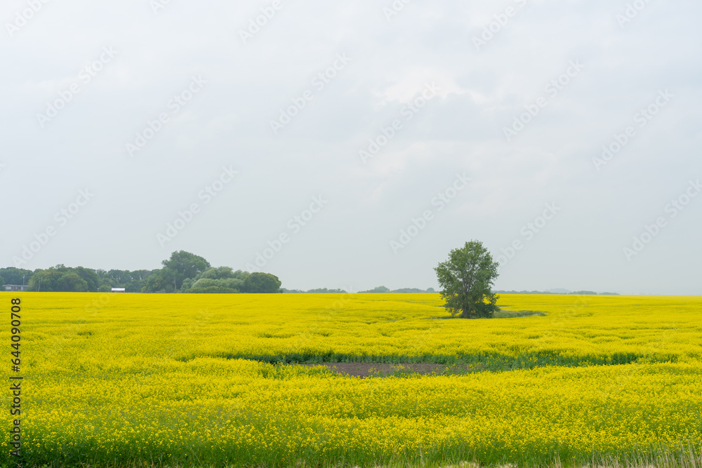 Yellow canola fields reach peak bloom in summer. Yellow canola fields reach peak bloom in summer.