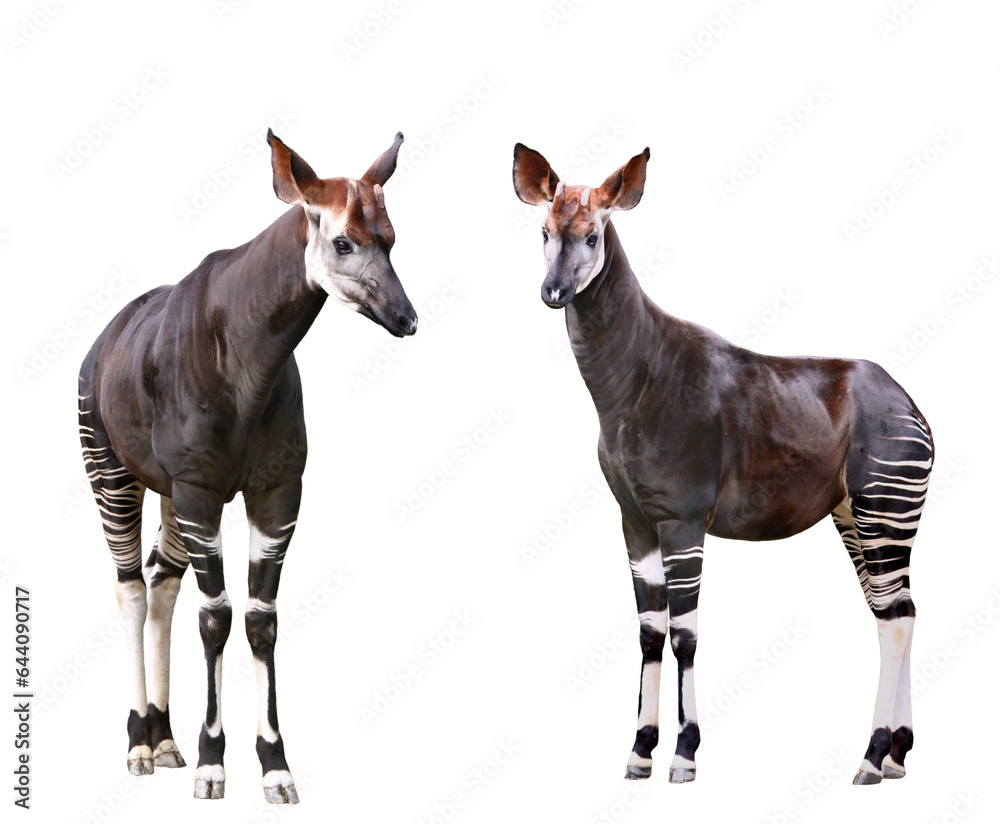 Obraz premium オカピ 2アングル