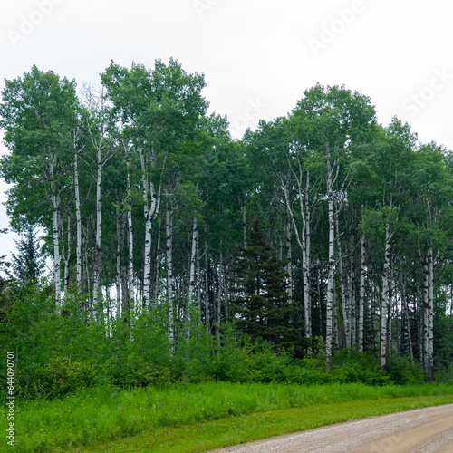 White birch  Betula papyrifera  trees in Manitoba  Canada. 