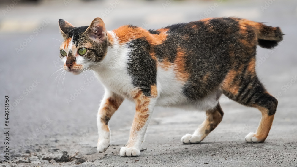 Three colors wild cat was walking on the side of the asphalt road with empty blank copy text space. Daylight during sunny day with blurred bokeh backgrounds.